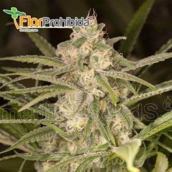 Auto No Name (Medical Seeds) - Semillas de marihuana autofloreciente.