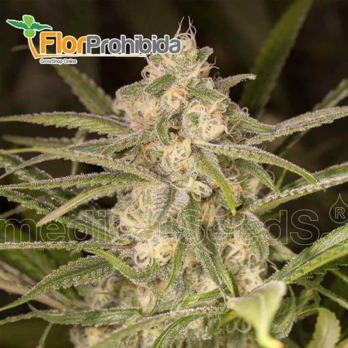 Auto No Name (Medical Seeds) - Semillas de marihuana autofloreciente.
