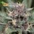 Auto Bluehell de Medical Seeds - Semillas de marihuana autoflorecietne.