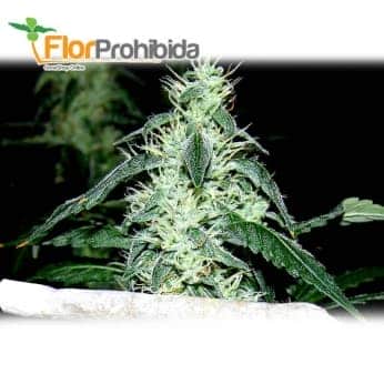 Hash Heaven (Soma Seeds) - Semillas de marihuana feminizadas.