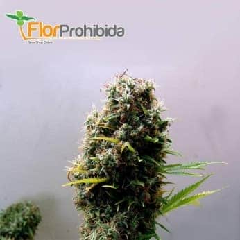 Kushadelic (Soma Seeds) - Semillas de marihuana feminizadas.