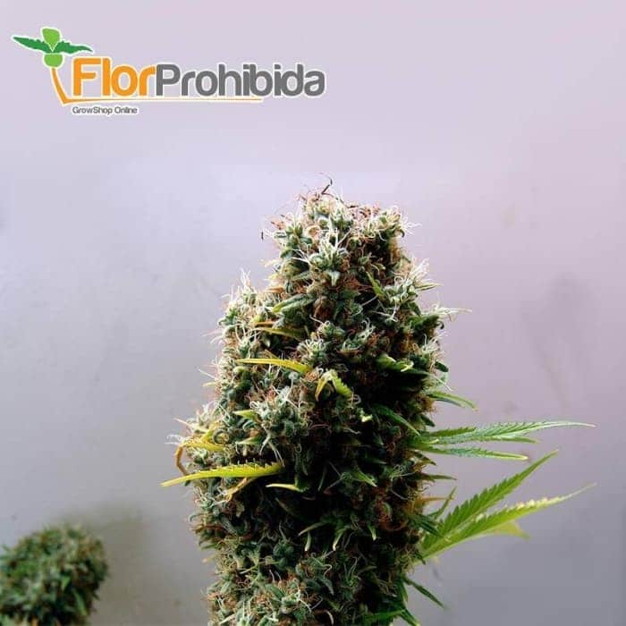 Kushadelic (Soma Seeds) - Semillas de marihuana feminizadas.