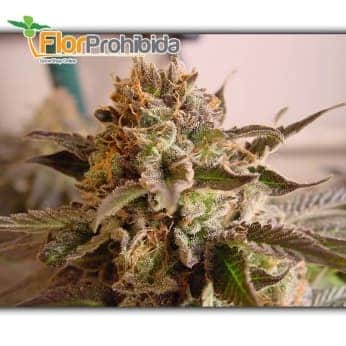 SO G Kush (Soma Seeds) - Semillas de marihuana feminizadas.