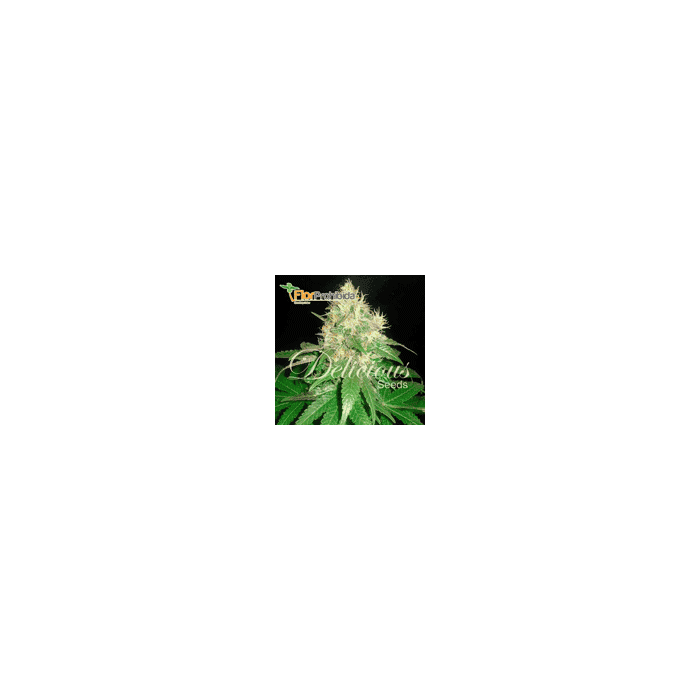 REGALO: AUTO NORTHERN LIGHT BLUE (Delicious Seeds)