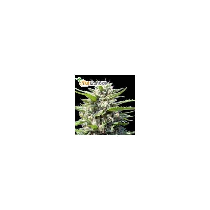 REGALO: SEMILLA AUTO NEVIL BILBO (Genehtik Seeds)