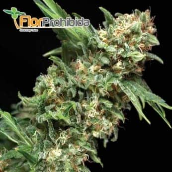 Alpujarreña (Pyramid Seeds) - Semillas feminizadas de marihuana.