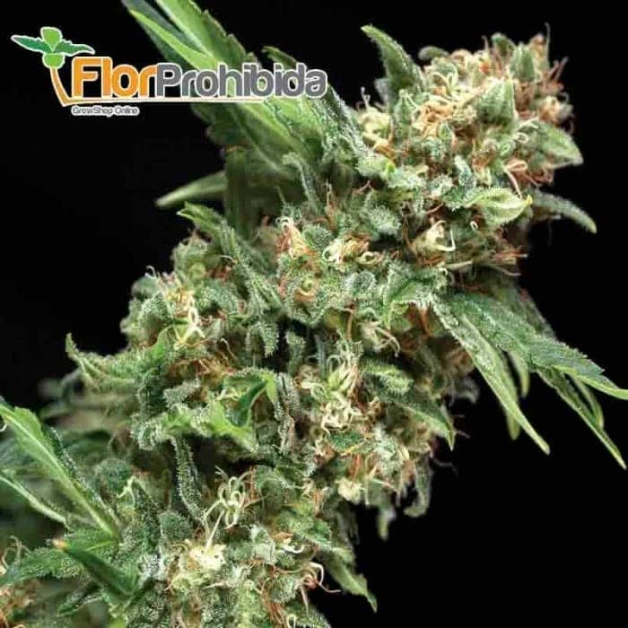 Alpujarreña (Pyramid Seeds) - Semillas feminizadas de marihuana.