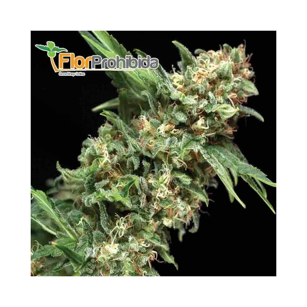 Alpujarreña (Pyramid Seeds) - Semillas feminizadas de marihuana.