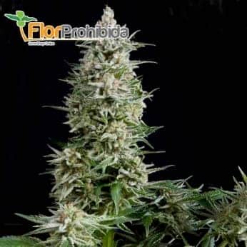 Amnesia Gold de Pyramid Seeds - Semillas feminizadas de marihuana.