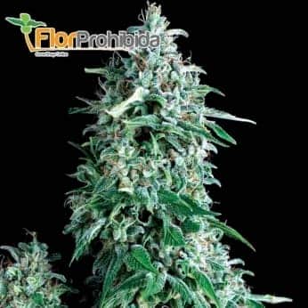 Anubis (Pyramid Seeds) - Semillas de marihuana feminizadas.