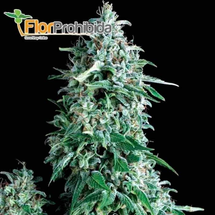 Anubis (Pyramid Seeds) - Semillas de marihuana feminizadas.