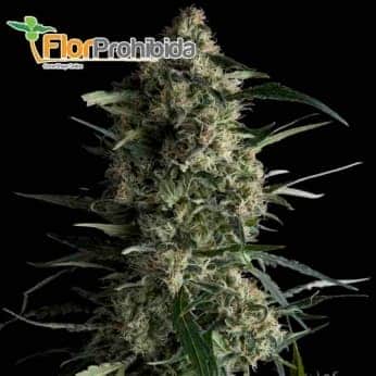 Galaxy (Pyramid Seeds) - Semillas feminizadas de marihuana.