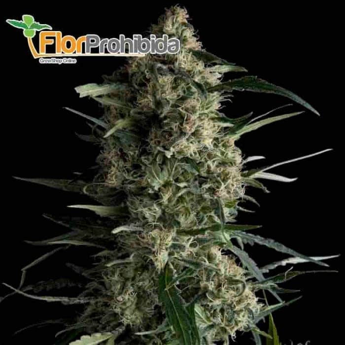 Galaxy (Pyramid Seeds) - Semillas feminizadas de marihuana.