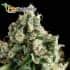Lennon (Pyramid Seeds) - Semillas de marihuana feminizadas.