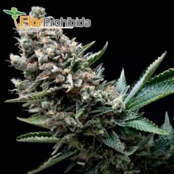 Nefertiti (Pyramid Seeds) - Semillas de marihuana feminizadas.