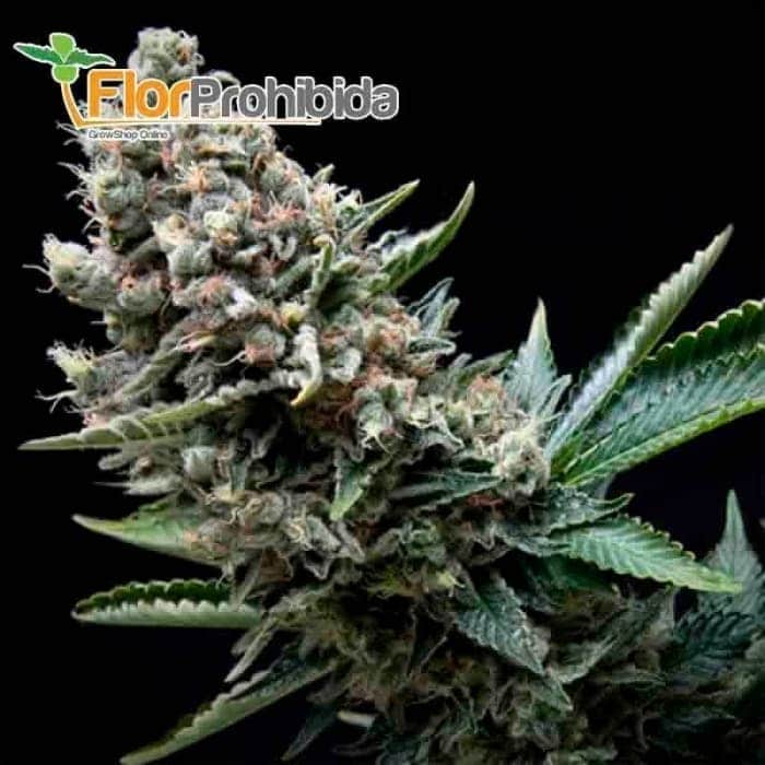 Nefertiti (Pyramid Seeds) - Semillas de marihuana feminizadas.