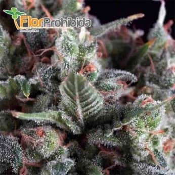 Olympia (Pyramid Seeds) - Semillas de marihuana feminizadas.