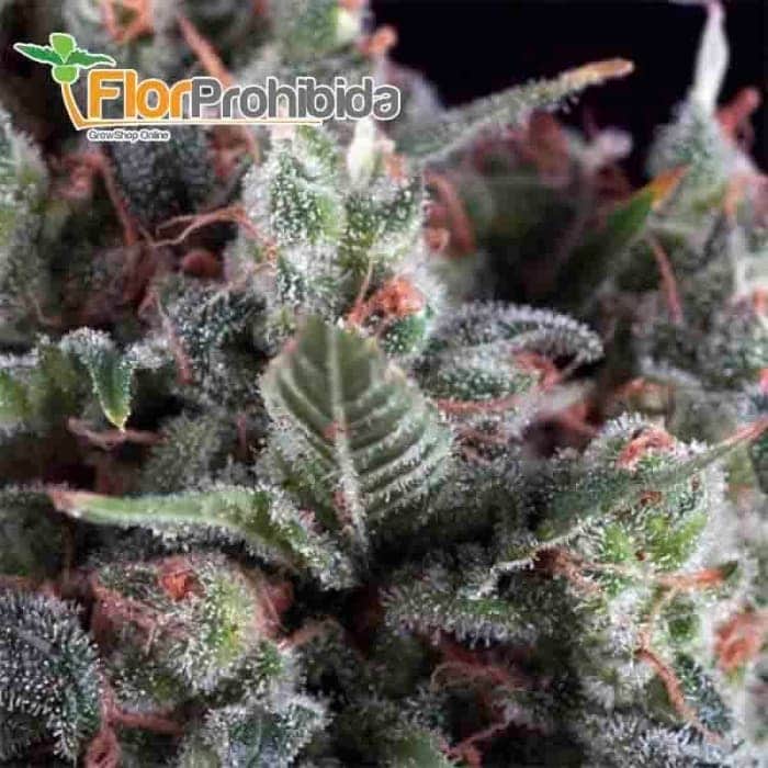 Olympia (Pyramid Seeds) - Semillas de marihuana feminizadas.