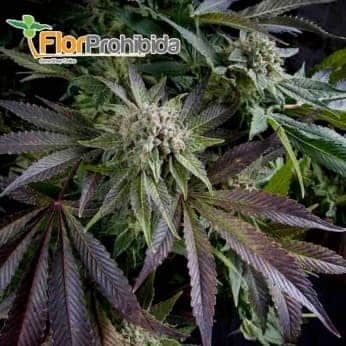 Blye Pyramid (Pyramid Seeds) - Semillas de marihuana feminizadas.
