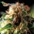 Fresh Candy (Pyramid Seeds) - Semillas de marihuana feminizadas.