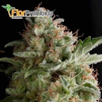 American Pie (Pyramid Seeds) - Semillas de marihuana feminizada.