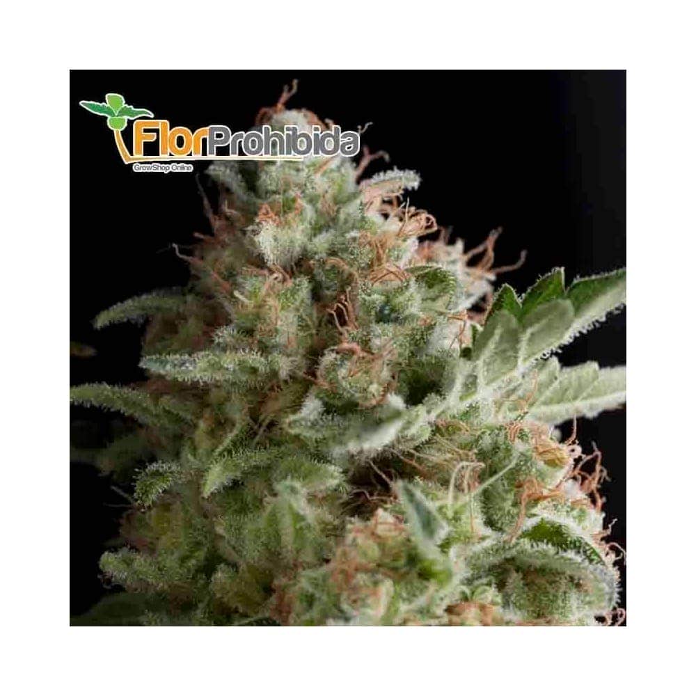 American Pie (Pyramid Seeds) - Semillas de marihuana feminizada.