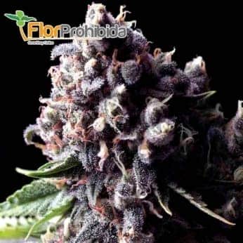 Ramses (Pyramid Seeds) - Semillas feminizadas de marihuana.