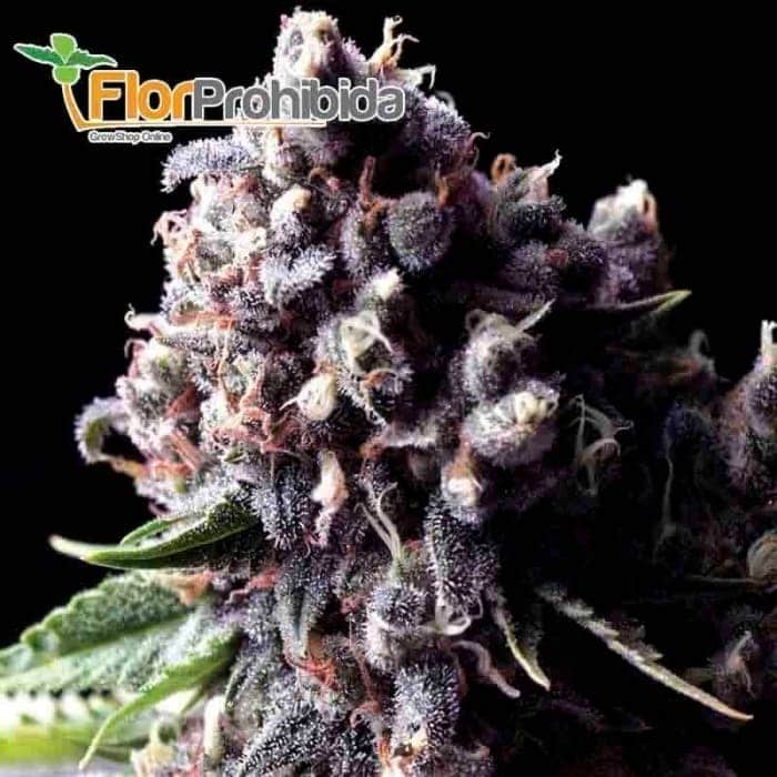 Ramses (Pyramid Seeds) - Semillas feminizadas de marihuana.