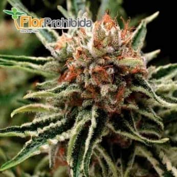 Shark (Pyramid Seeds) - Semillas feminizadas de marihuana.