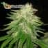 Super Hash (Pyramid Seeds) - Semillas de marihuana feminizadas.