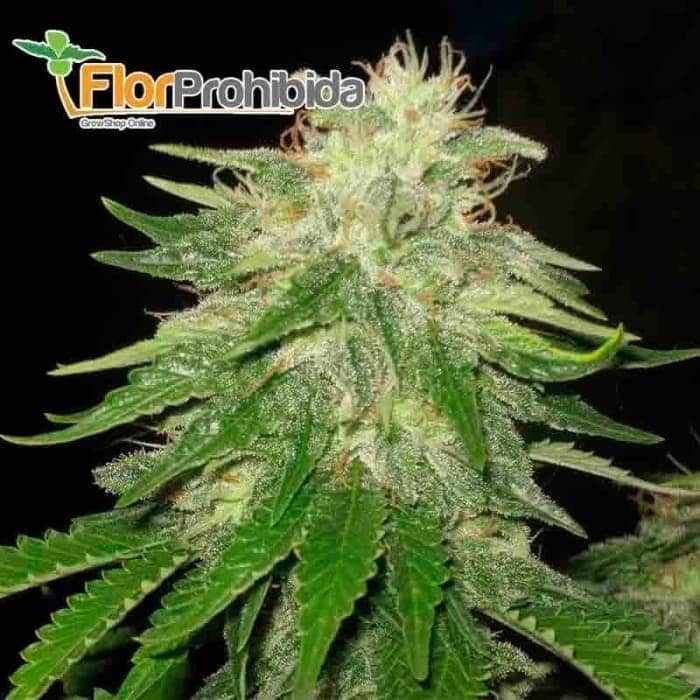 Super Hash (Pyramid Seeds) - Semillas de marihuana feminizadas.
