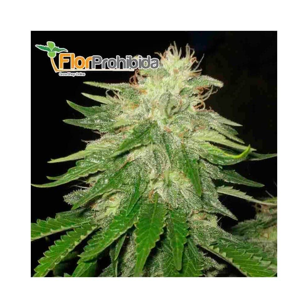 Super Hash (Pyramid Seeds) - Semillas de marihuana feminizadas.