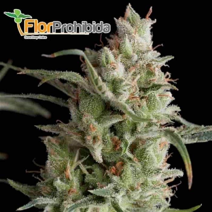 Super OG Kush (Pyramid Seeds) - Semillas de marihuana feminizadas.