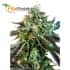 Sweet Nurse Auto CBD (Sweet Seeds) Semillas de marihuana medicinal.