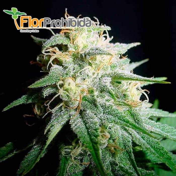 Auto American Pie (Pyramid Seeds) - Semillas feminizadas de marihuana.