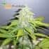 Auto Anesthesia (Pyramid Seeds) - Semillas de marihuana autoflorecientes.