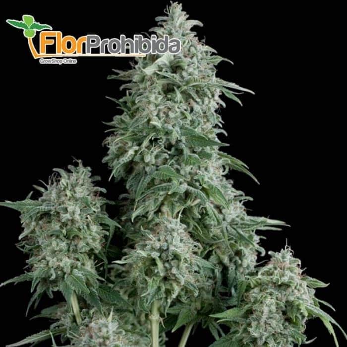 Auto Anubis (Pyramid Seeds) - Semillas feminizadas de marihuana.