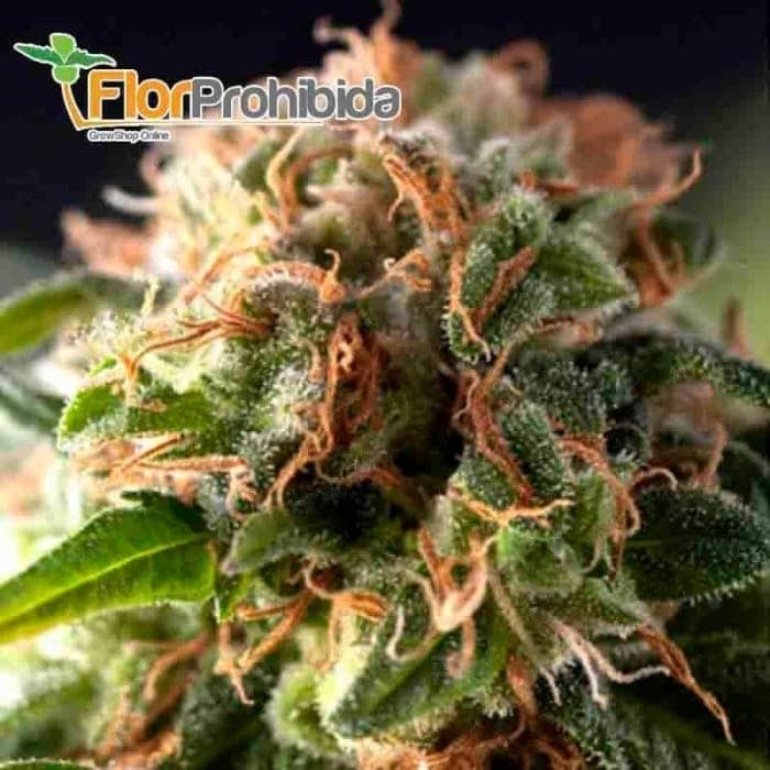 Auto Fresh Candy (Pyramid Seeds) - Semillas de marihuana autoflorecientes.