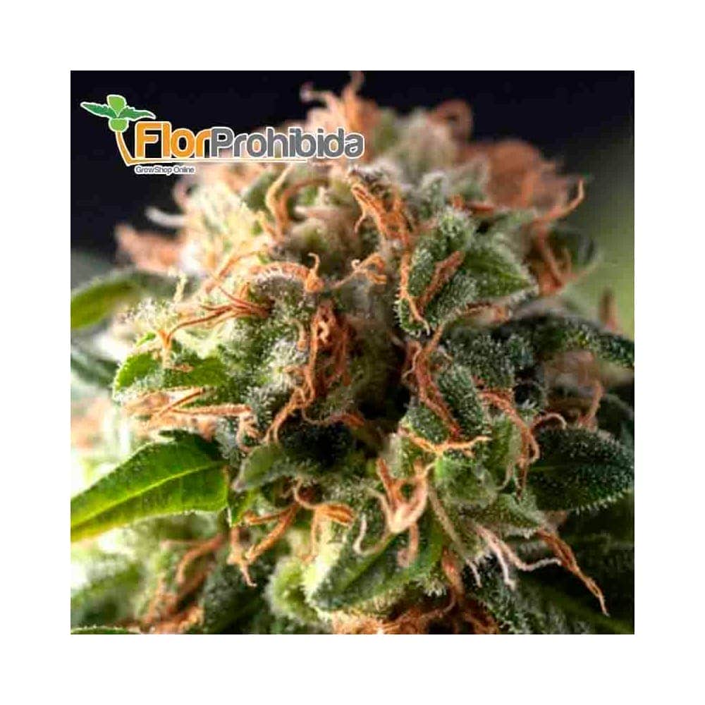 Auto Fresh Candy (Pyramid Seeds) - Semillas de marihuana autoflorecientes.