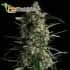 AUTO GALAXY (Pyramid Seeds) - Semillas autoflorecientes marihuana