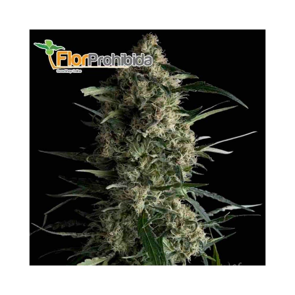 AUTO GALAXY (Pyramid Seeds) - Semillas autoflorecientes marihuana