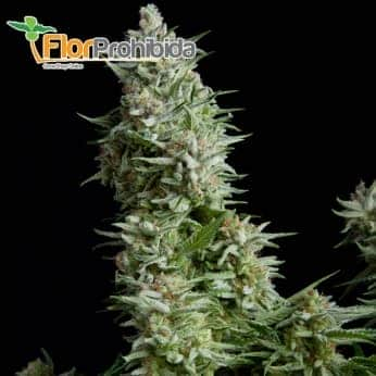 Auto Alpujarreña (Pyramid Seeds) - Semillas autoflorecientes de marihuana.