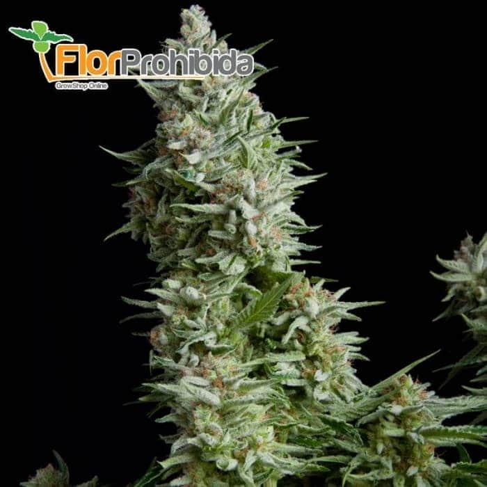 Auto Alpujarreña (Pyramid Seeds) - Semillas autoflorecientes de marihuana.