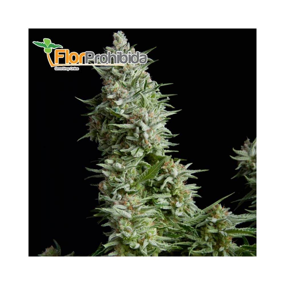 Auto Alpujarreña (Pyramid Seeds) - Semillas autoflorecientes de marihuana.