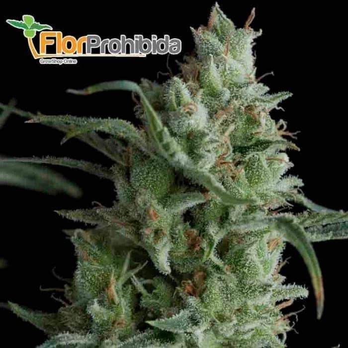 Auto Kryptonite de Pyramid Seeds - Semillas feminizadas autoflorecientes de marihuana.