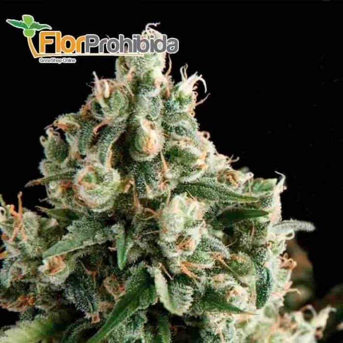 Auto Lennon (Pyramid Seeds) - Semillas de marihuana autofloreciente.