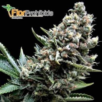 Auto Nefertiti (Pyramid Seeds) - Semillas de marihuana autoflorecientes.