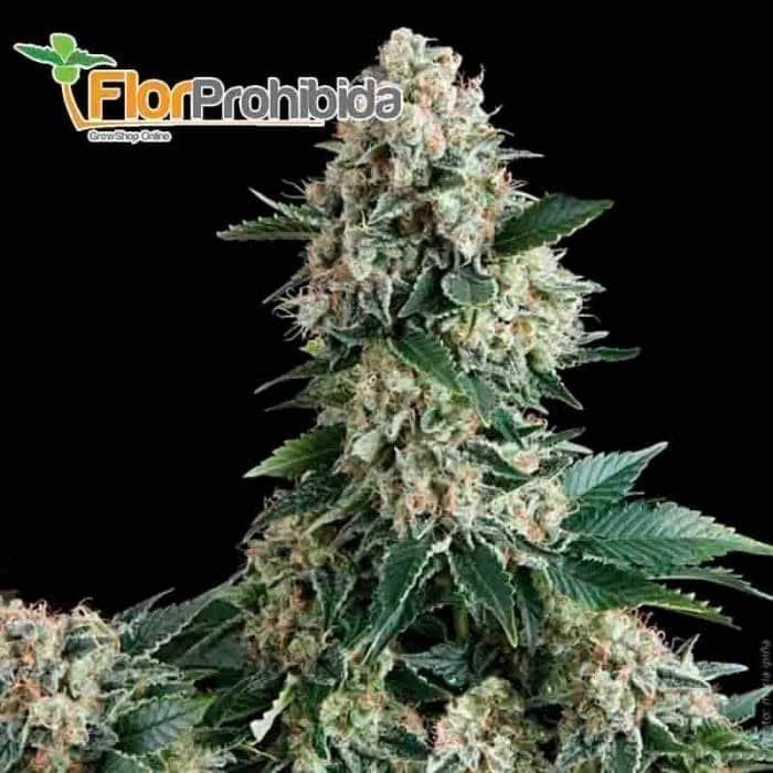 Auto New York City (Pyramid Seeds) - Semillas autoflorecientes de marihuana.
