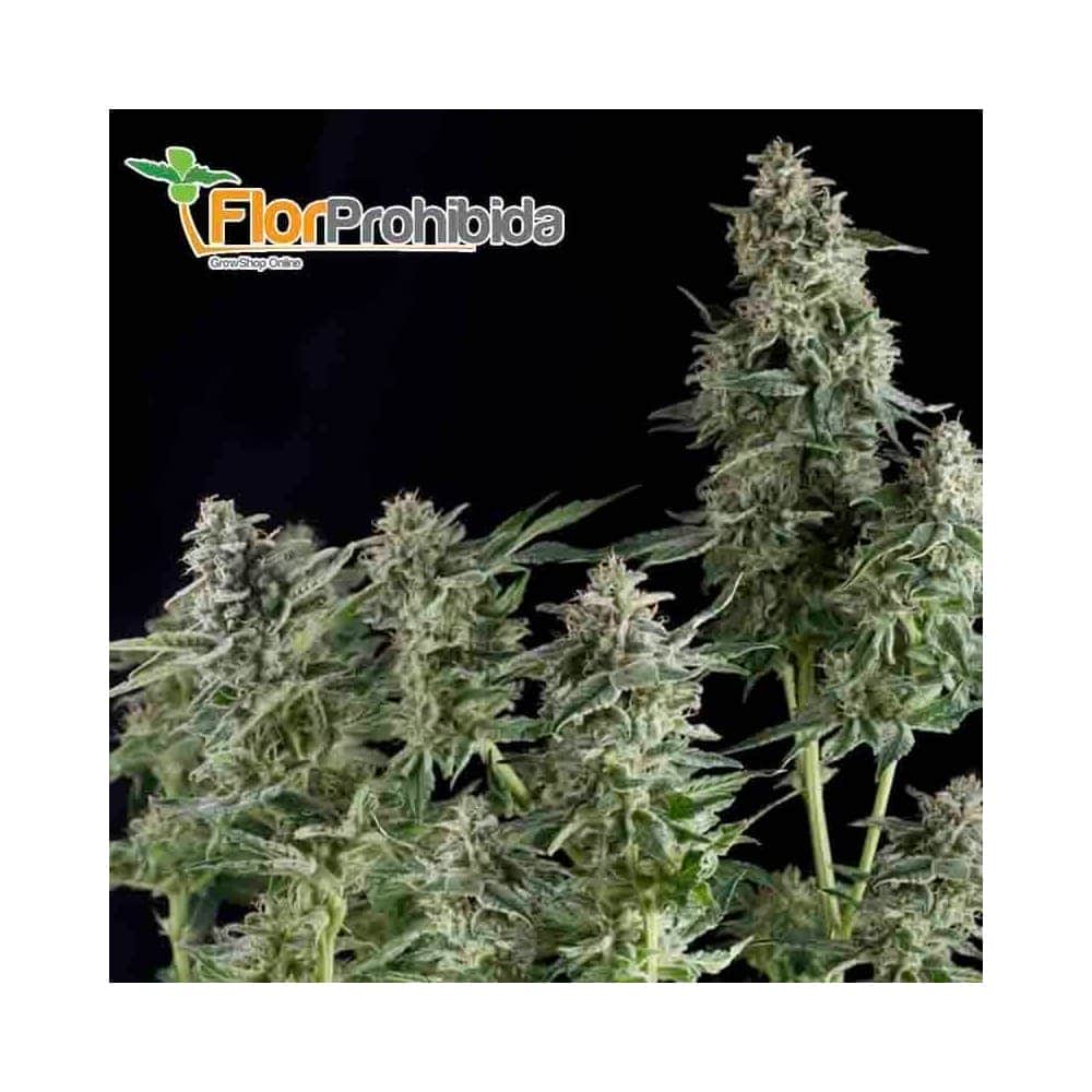 Auto Northern Lighs (Pyramid Seeds) - Semillas de marihuana autofloreciente.