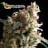 Auto Super Hash (Pyramid Seeds) - Semillas feminizadas de marihuana.